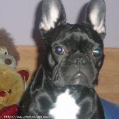 Photo de Bouledogue franais