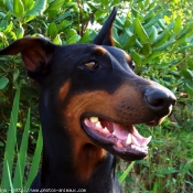 Photo de Dobermann