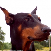 Photo de Dobermann