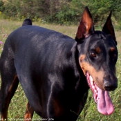 Photo de Dobermann