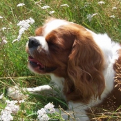 Photo de Cavalier king charles spaniel