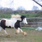 Photo de Races diffrentes