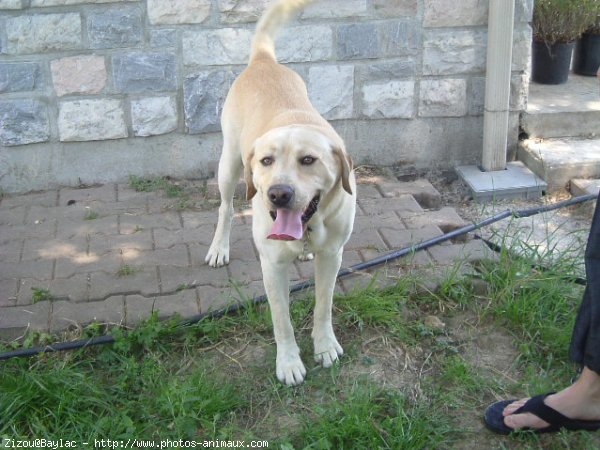 Photo de Labrador retriever