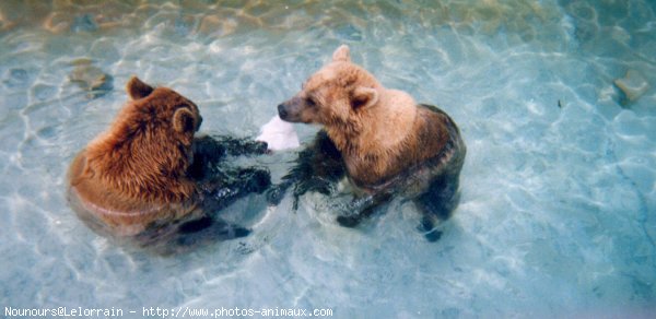 Photo d'Ours