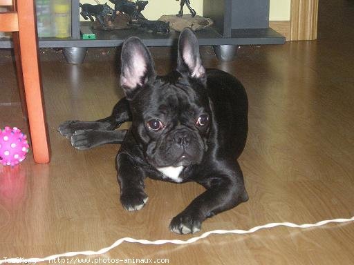 Photo de Bouledogue franais