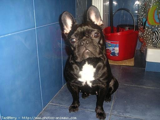 Photo de Bouledogue franais