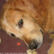 Photo de Golden retriever