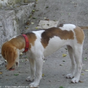 Photo de Beagle