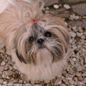 Photo de Shih tzu