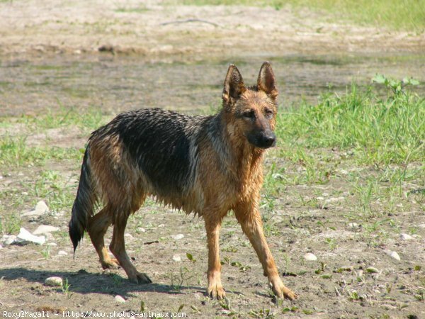 Photo de Berger allemand  poil court