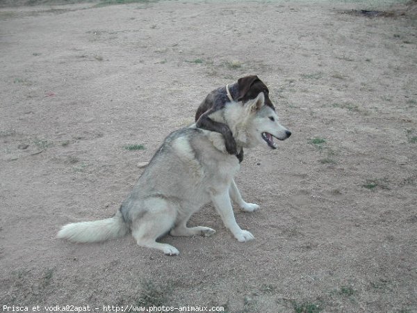 Photo de Husky siberien