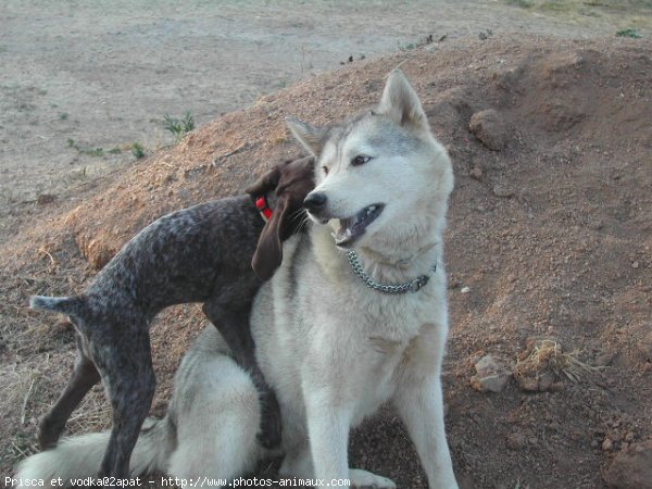 Photo de Husky siberien