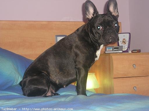 Photo de Bouledogue franais