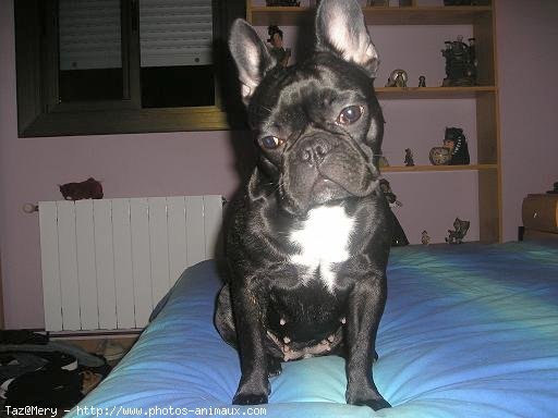 Photo de Bouledogue franais