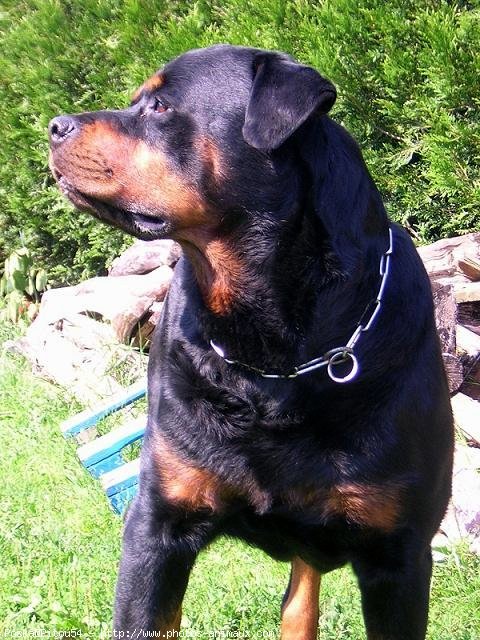 Photo de Rottweiler