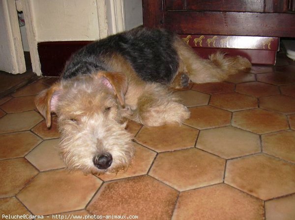 Photo de Lakeland terrier