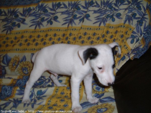 Photo de Jack russell terrier