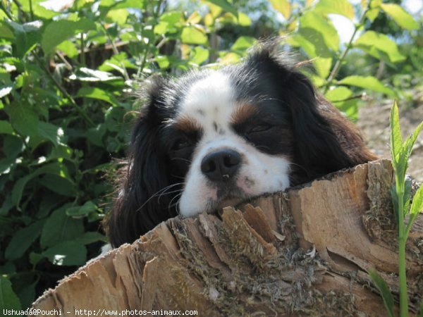 Photo de Cavalier king charles spaniel