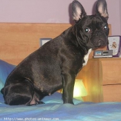 Photo de Bouledogue franais