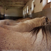 Photo de Lipizzan