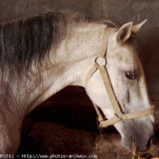 Photo de Lipizzan