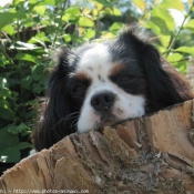 Photo de Cavalier king charles spaniel