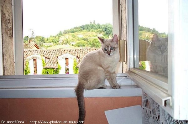 Photo de Croisement