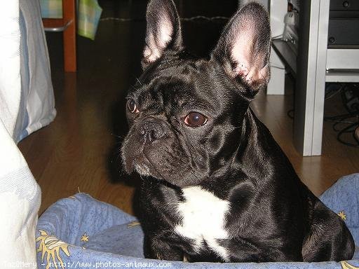 Photo de Bouledogue franais