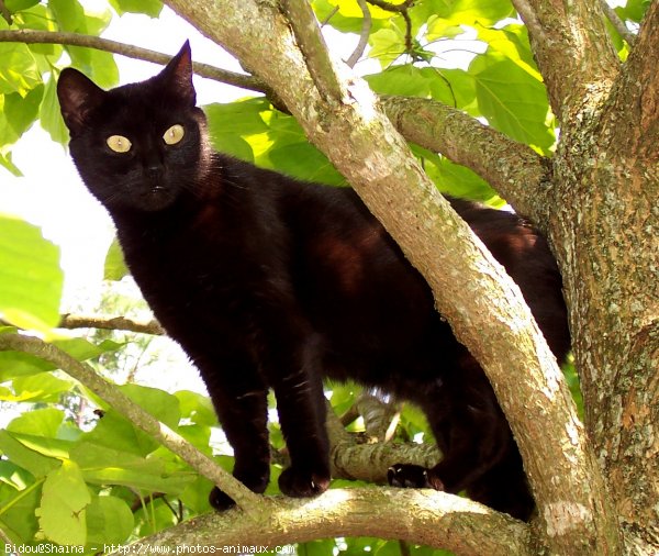 Photo de Chat domestique