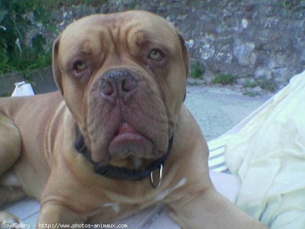 Photo de Dogue de bordeaux