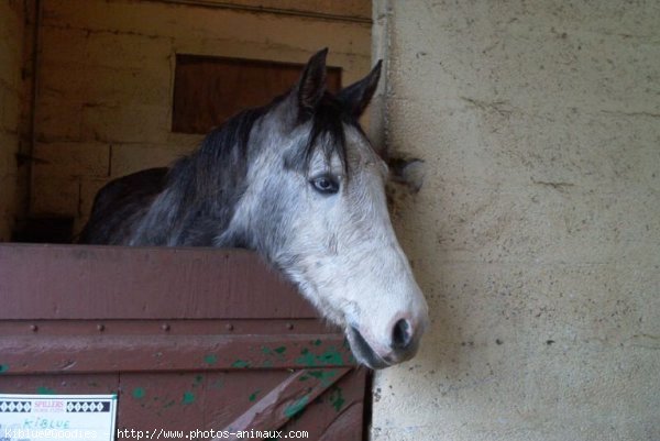 Photo de Poney franais de selle