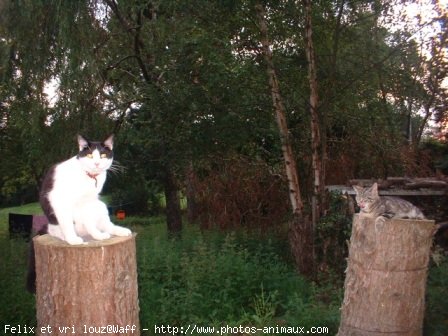 Photo de Races diffrentes