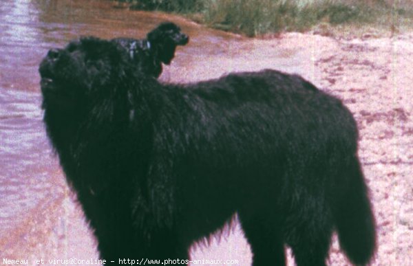 Photo de Chien de terre-neuve