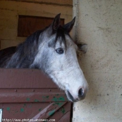 Photo de Poney franais de selle