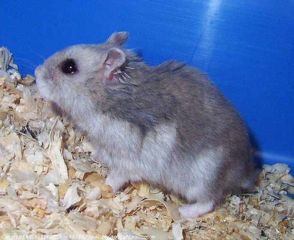 Photo de Hamster