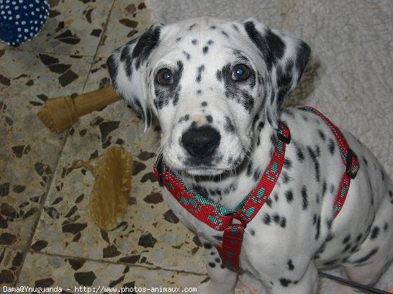 Photo de Dalmatien