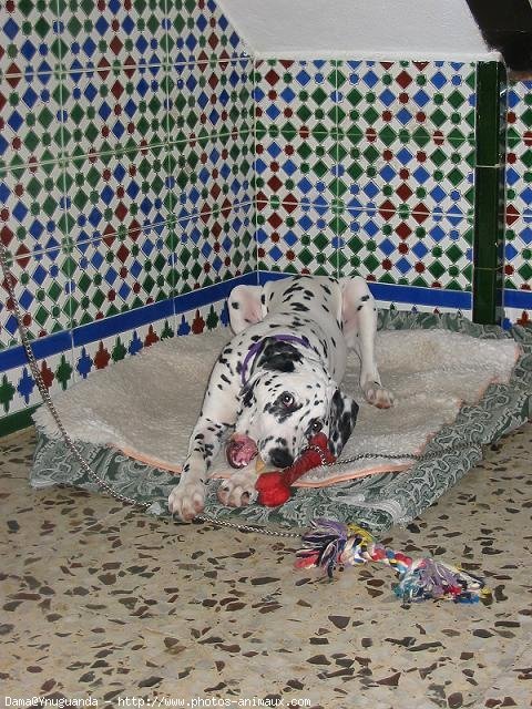 Photo de Dalmatien