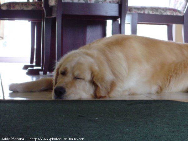 Photo de Golden retriever