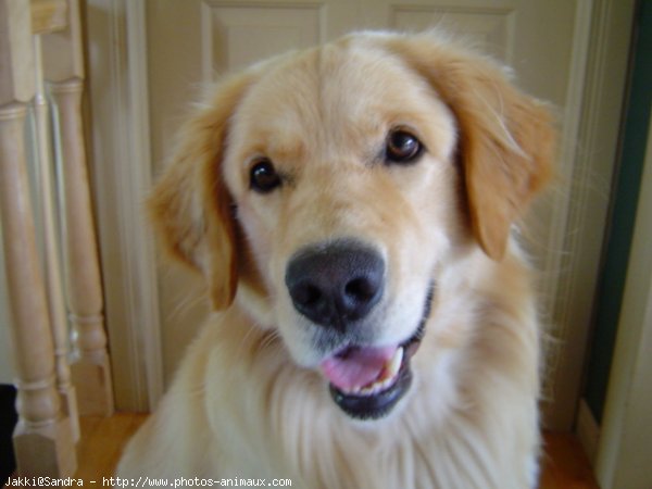 Photo de Golden retriever