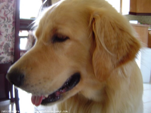 Photo de Golden retriever