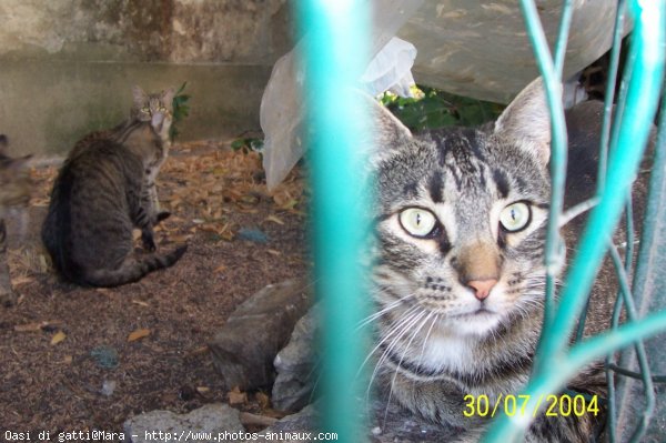 Photo de Chat domestique