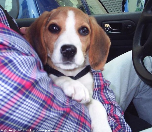 Photo de Beagle