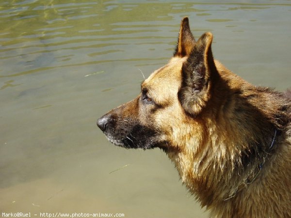 Photo de Berger allemand  poil court