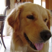 Photo de Golden retriever