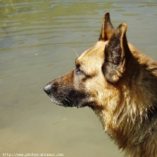 Photo de Berger allemand  poil court