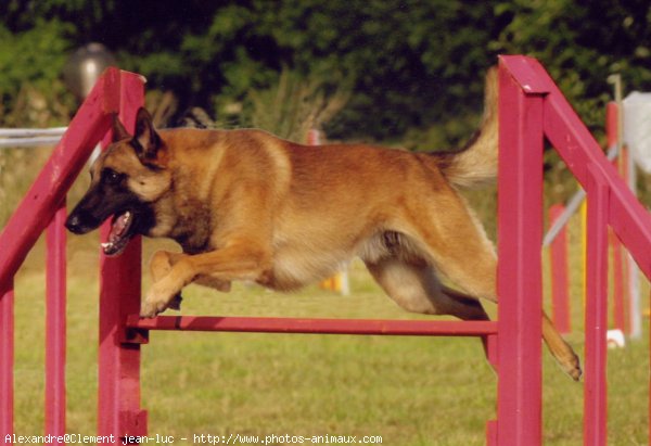 Photo de Berger belge malinois