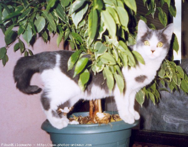 Photo de Chat domestique