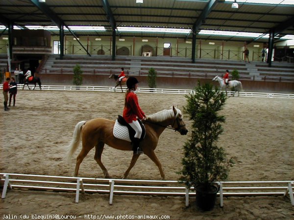 Photo de Poney franais de selle