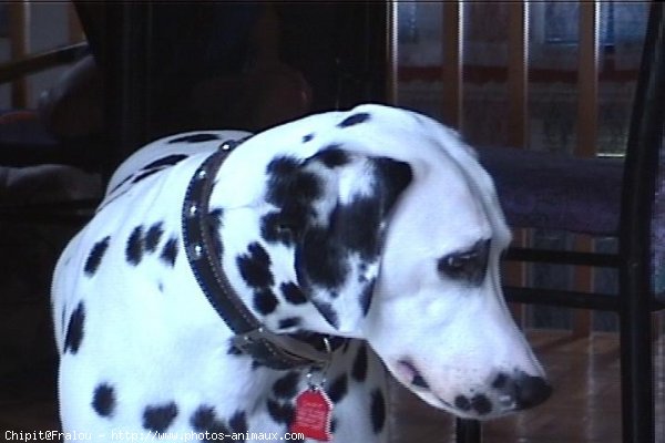 Photo de Dalmatien