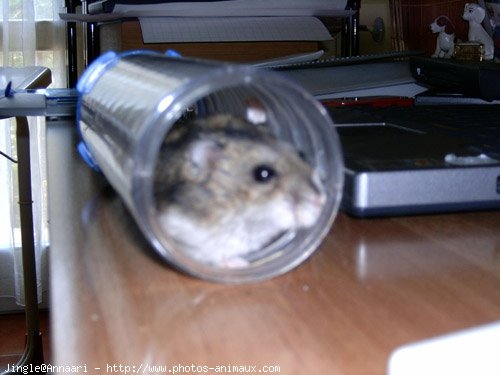 Photo de Hamster